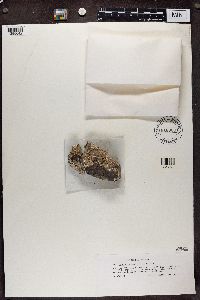 Lecanora argopholis image