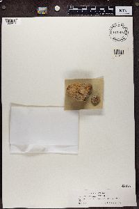 Rusavskia elegans image