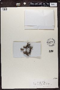 Athallia pyracea image