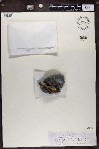 Acarospora bohlinii image