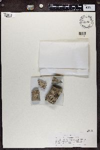 Media resource of Acarospora brevilobata