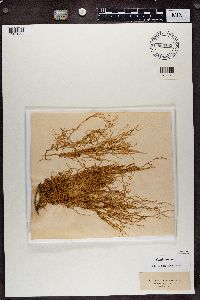 Evernia divaricata image