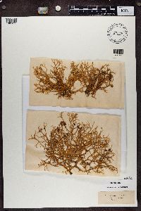 Evernia prunastri image