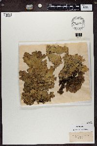 Lobaria scrobiculata image