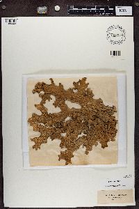 Lobaria pulmonaria image