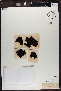 Umbilicaria hyperborea image