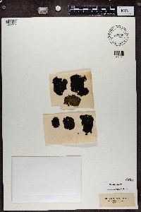 Umbilicaria torrefacta image