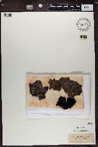 Umbilicaria vellea image
