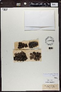 Dermatocarpon luridum image