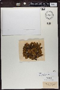 Peltigera malacea image