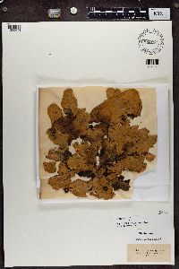 Peltigera aphthosa image