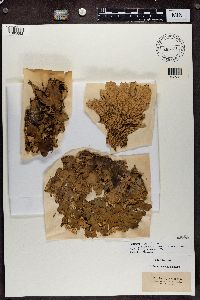 Peltigera canina image