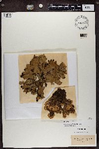 Peltigera horizontalis image