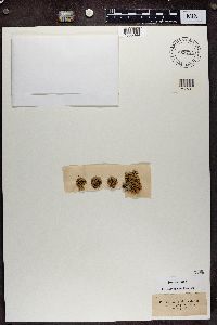 Rhizoplaca chrysoleuca image