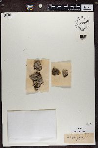 Diploschistes scruposus image