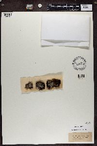 Media resource of Megaspora verrucosa