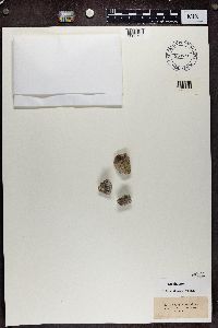 Gyalecta cupularis image