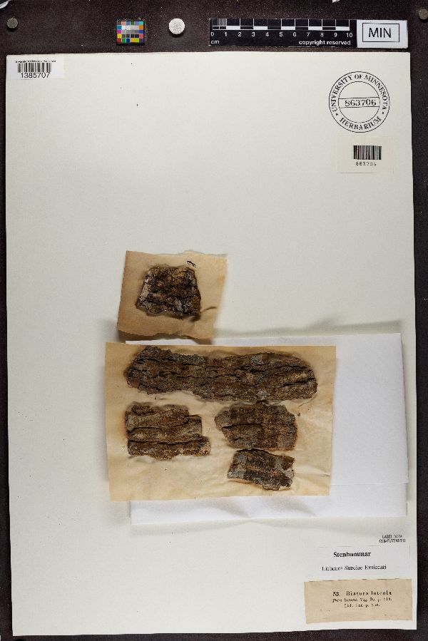 Bacidia rubella image