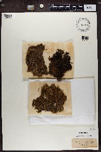 Biatora vernalis image