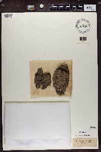 Thrombium epigaeum image