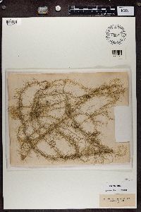 Usnea longissima image