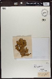 Peltigera polydactyla image