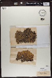 Hypogymnia physodes image