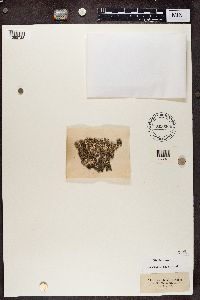 Aspicilia melanaspis image