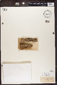 Caloplaca luteoalba image