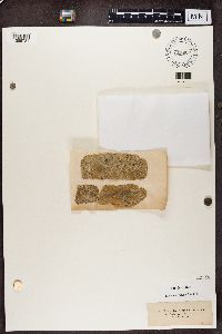 Athallia holocarpa image