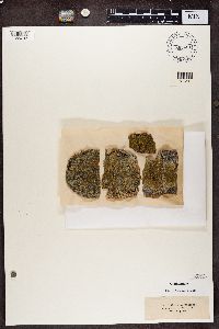 Blastenia ferruginea image