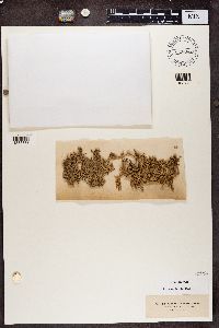 Stereocaulon tomentosum image