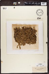 Stereocaulon paschale image