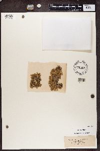 Stereocaulon paschale image