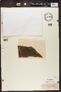 Arthopyrenia analepta image