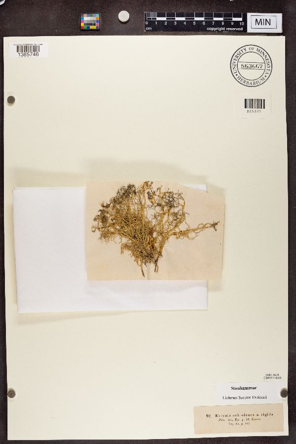 Evernia ochroleuca var. rigida image