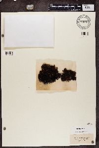 Cetraria aculeata image