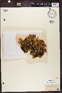 Platismatia glauca image