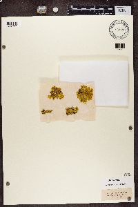 Vulpicida pinastri image