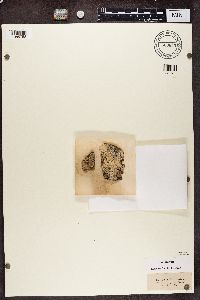 Loxospora elatina image