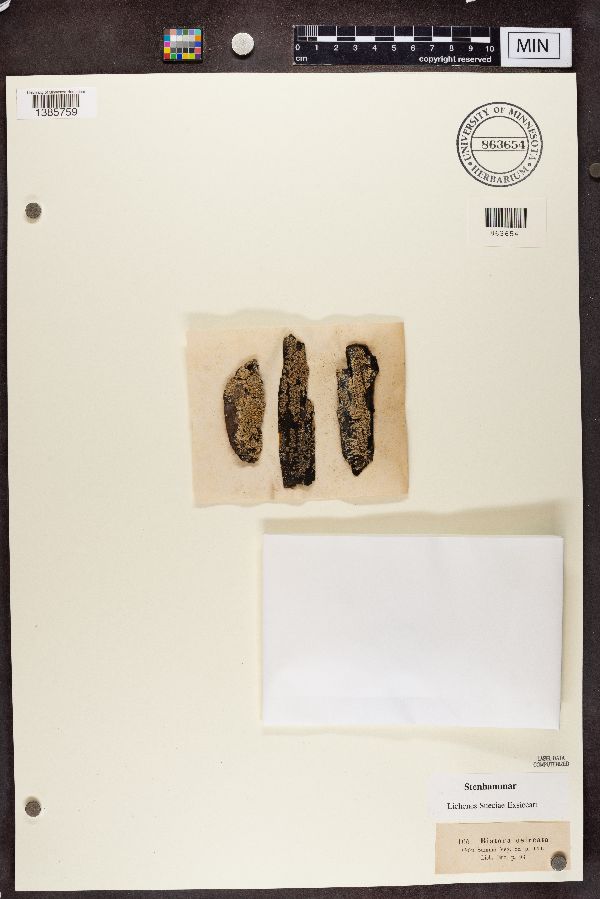 Hypocenomyce scalaris image