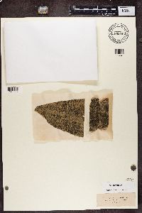 Lecidea enteroleuca image