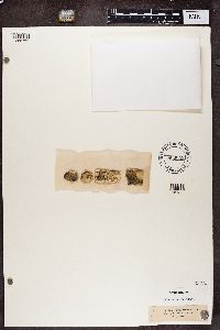 Lecidea enteroleuca image