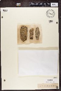 Lecanactis abietina image