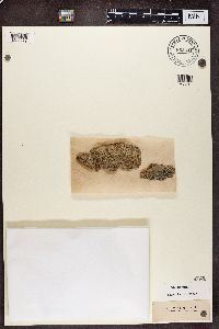 Alyxoria varia image