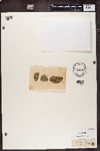 Arthonia atra image