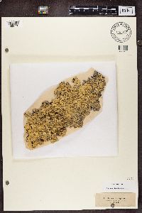 Flavoparmelia caperata image