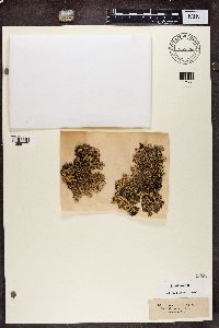 Xanthoparmelia conspersa image