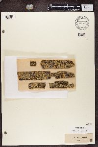 Parmeliopsis ambigua image