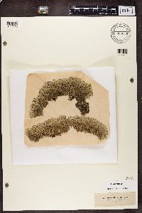 Arctoparmelia centrifuga image